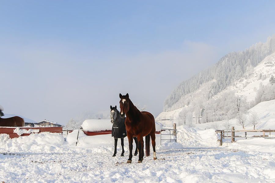 reitsport-leogang004